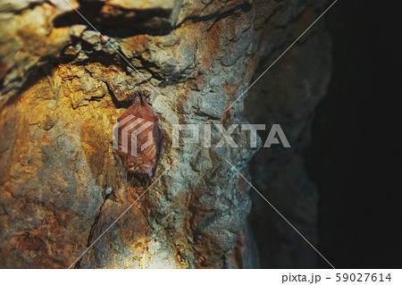 A brown bat hangs upside down in a cave. Night A brown bat hangs upside down in a cave. Night 59027614