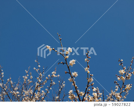 梅の花　白梅　ハクバイ 59027822