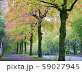 街路樹1 59027945