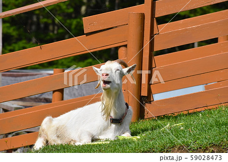 日向ぼっこをするヤギ 59028473