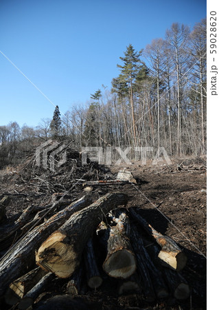 森林破壊 59028620
