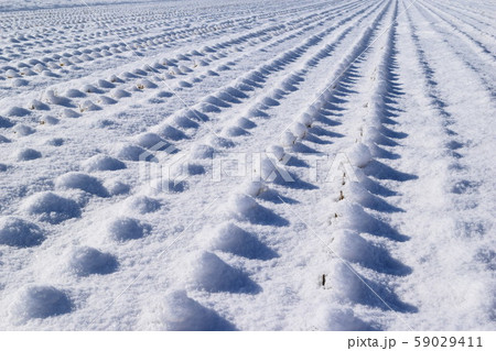 雪が積もった水田 59029411