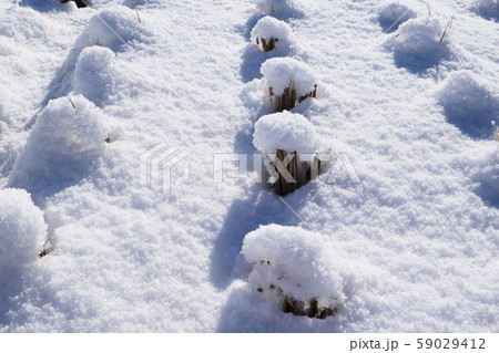 雪が積もった水田 雪が積もった水田 59029412