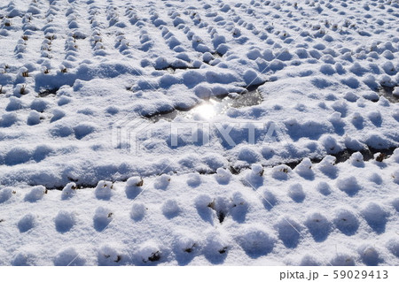 雪が積もった水田 雪が積もった水田 59029413