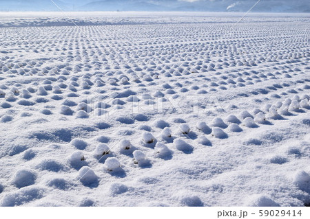 雪が積もった水田 雪が積もった水田 59029414