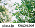 自然 59029806