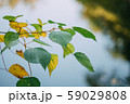 自然 59029808
