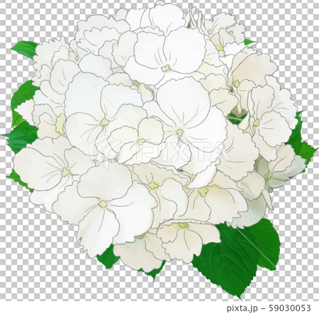 繡球花（白色） 59030053
