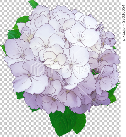繡球花(紫色) 繡球花(紫色) 59030054