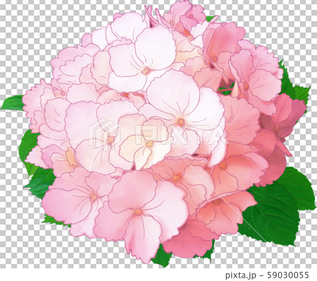 繡球花（粉紅色） 59030055