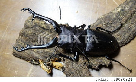 世界最大のクワガタムシ【ギラファノコギリクワガタ】 59030321