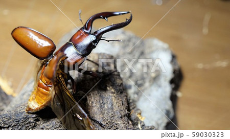 飛ぶ瞬間！！【CB・トカラノコギリクワガタ】 59030323