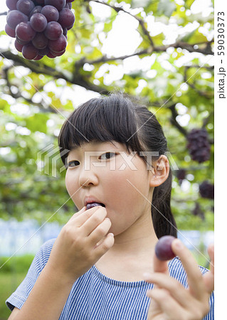 ぶどう狩りでぶどうを食べる女の子の写真素材 [59030373] - PIXTA