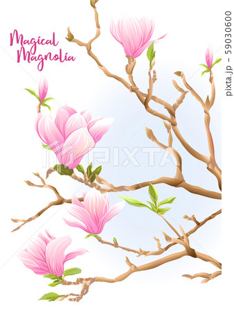 Magnolia tree branch with flowers. Magnolia tree branch with flowers. 59030600