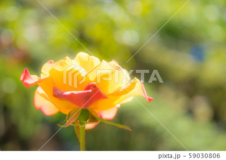 黄薔薇 黄薔薇 59030806