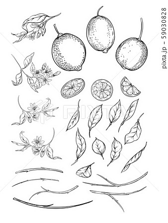 Lemon tree branch with lemons. Lemon tree branch with lemons. 59030828