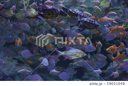Photo of a tropical Fish on a coral reef. Red Sea Photo of a tropical Fish on a coral reef. Red Sea 59031049