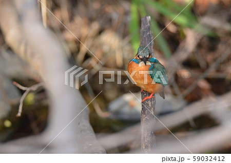 渓流の宝石「カワセミ(オス)」(根川緑道・立川公園/東京都立川市) 渓流の宝石「カワセミ(オス)」(根川緑道・立川公園/東京都立川市) 59032412