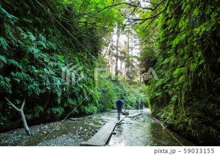 Fern canyon Fern canyon 59033155
