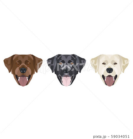 Graphics Set Colorful Labrador Retrieverのイラスト素材