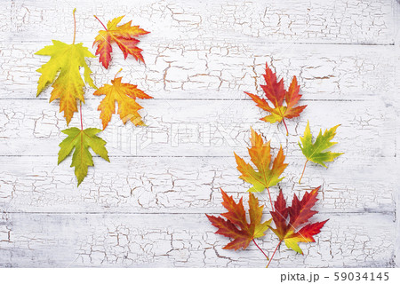 Autumn background with maple leaves Autumn background with maple leaves 59034145
