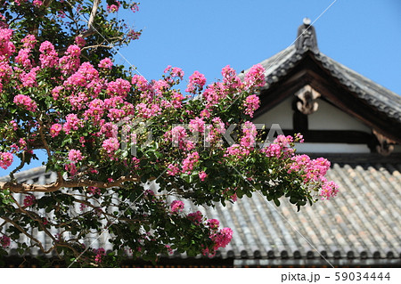 東大寺法華堂の百日紅 東大寺法華堂の百日紅 59034444