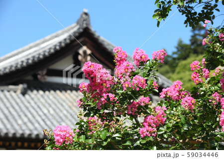 東大寺法華堂の百日紅 59034446