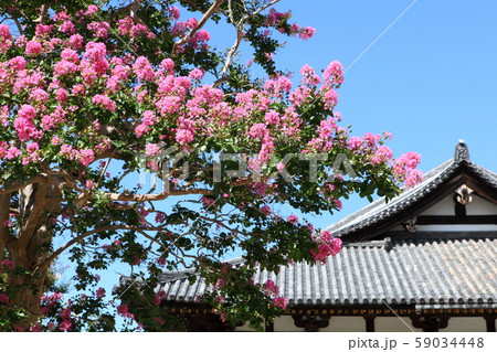 東大寺法華堂の百日紅 59034448