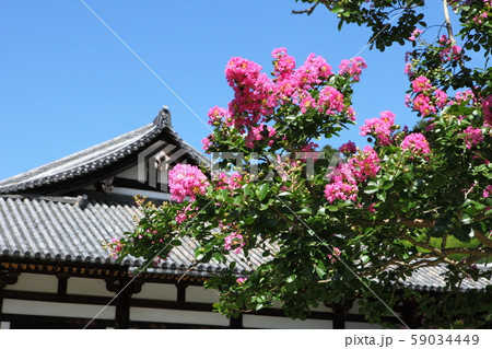 東大寺法華堂の百日紅 59034449