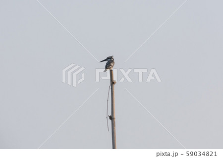 Hoopoe bird or hairy woodpecker  59034821