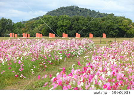 藤原宮跡のコスモスと耳成山 藤原宮跡のコスモスと耳成山 59036983