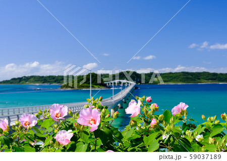 角島 山口 海 角島 山口 海 59037189