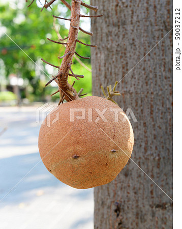 Cannonball tree flowers background Cannonball tree flowers background 59037212