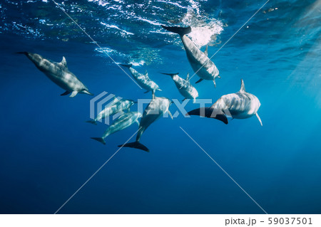 Spinner dolphins underwater in blue ocean. Dolphins family at Mauritius 59037501