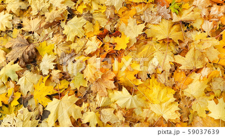 Yellow autumn background from fallen foliage of Yellow autumn background from fallen foliage of 59037639