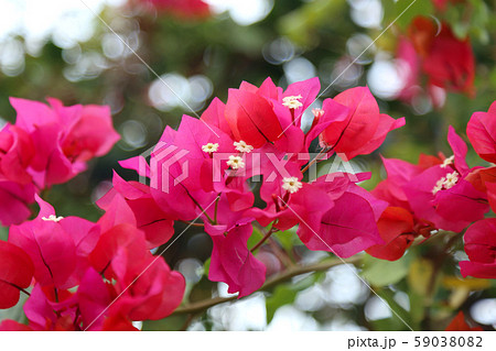 Beautiful bright flowers of bougainvillea 59038082