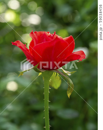 Close up red of Floribunda rose flower. Close up red of Floribunda rose flower. 59038456