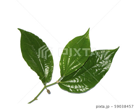 Close up of Wildbetal Leafbush leaves. Close up of Wildbetal Leafbush leaves. 59038457