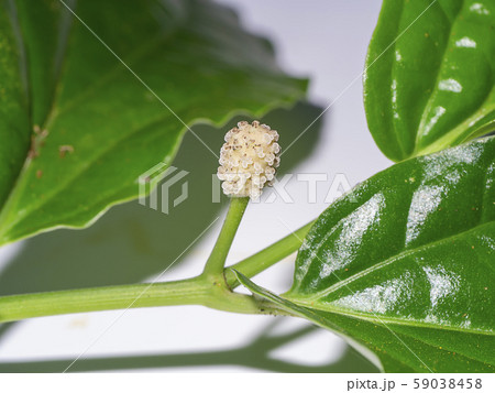 Close up of Wildbetal Leafbush leaves. Close up of Wildbetal Leafbush leaves. 59038458