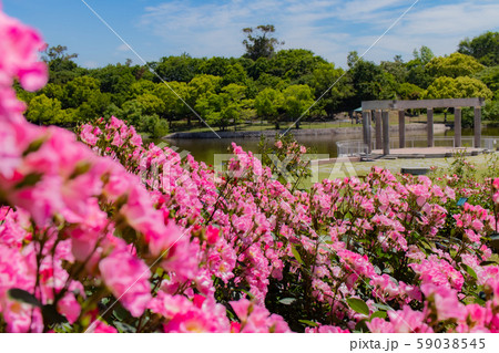 バラ園 59038545
