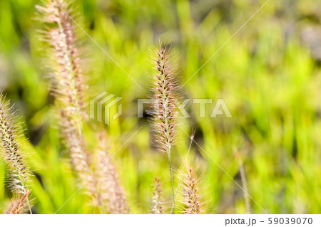 チカラシバ チカラシバ 59039070