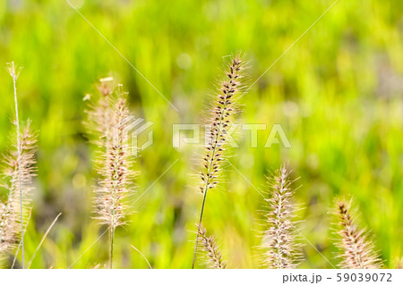 チカラシバ 59039072