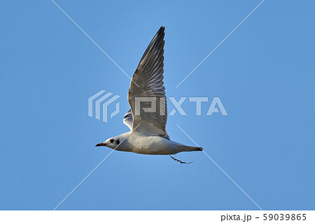 Bird - a young steppe seygul (Larus chachinnans) Bird - a young steppe seygul (Larus chachinnans) 59039865