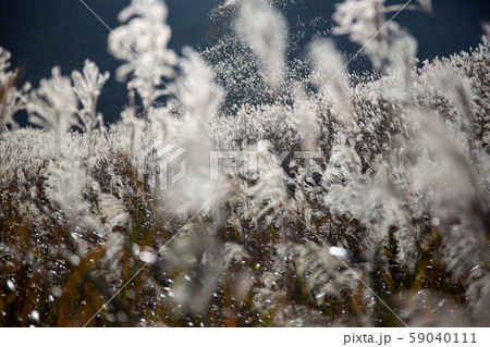 ススキ野原の幻想的な風景の写真素材
