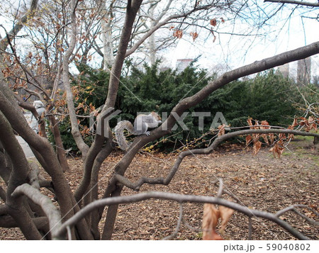 枝の上のリス 59040802