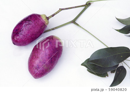 ムベの実 59040820