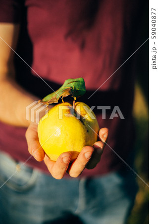 Yellow ripe quince in man's hand closeup 59040877