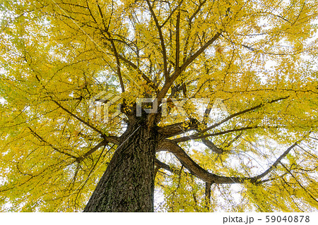 イチョウの木　　　　安曇野 59040878