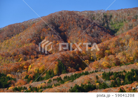 快晴の北海道厚沢部町で里山の紅葉の風景を撮影 59041208