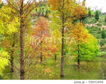 木 ツリー 樹 59041606